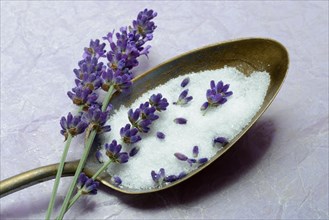 Lavender sugar in spoon and lavender flowers