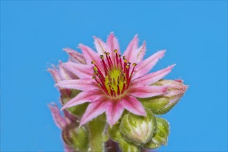 Houseleek blossom (Sempervivum)
