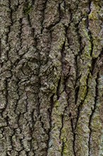 Structure of the bark of an oak (Quercus)