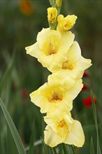Yellow flowering gladiolus (Gladiolus x hortulanus)