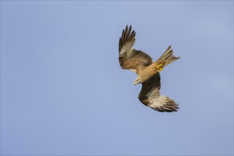 Flying (Milvus migrans) in front of a blue sky