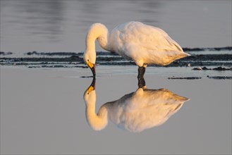 Whooper swan (Cygnus cygnus) during plumage care in the evening light in the moor