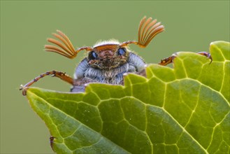 Cockchafer (Melolontha ) looks over a leaf