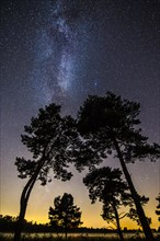 Starry sky with milky way over (Pinus) the Venner Moor