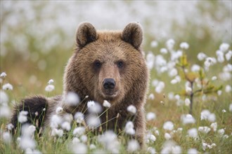 Brown bear (Ursus arctos) in a bog