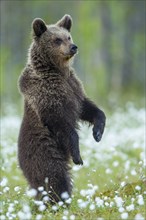 Brown bear (Ursus arctos ) standing upright in a bog