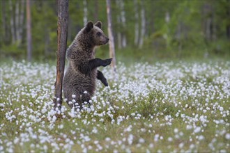 Brown bear (Ursus arctos ) standing upright in a bog