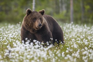 Brown bear (Ursus arctos) in a bog