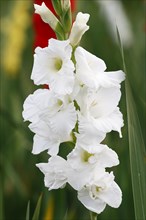 White flowering gladiolus (Gladiolus x hortulanus)