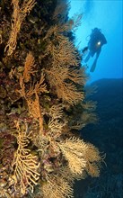 Yellow Mediterranean horn coral (Eunicella cavolinii)