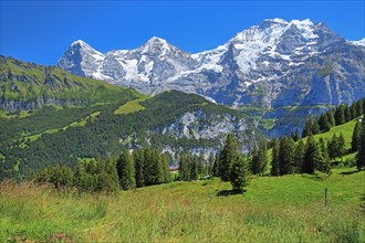 Mountain meadow with the triumvirate of the Eiger