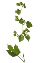 Common hopdolden on a branch (Humulus lupulus) on white background