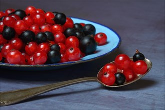 Red and black currants on plate and spoon