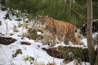 Carpathian Lynx (Lynx lynx carpathicus)