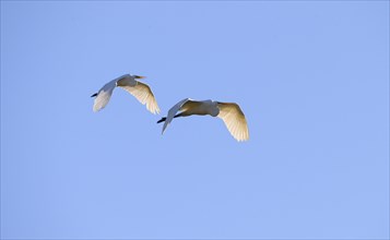 Great egret (Ardea alba )