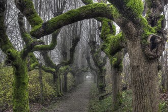 Alley of gnarled and mossy trees
