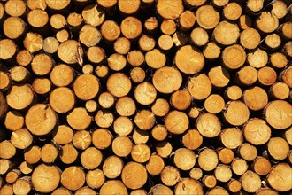 Stack of sawn logs