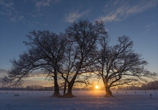 Oaks (Quercus) in winter at sunrise