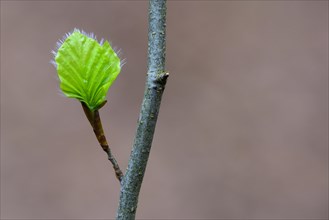 Leaf of a beech (Fagus sylvatica) sprouts from a bud