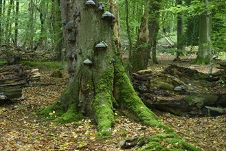 Broken old beech with tree fungi in the jungle Baumweg