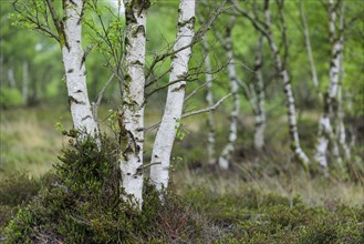 Birches (Betula ) on a raised bog area in spring
