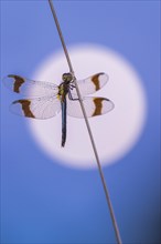 Banded darter (Sympetrum pedemontanum ) on a blade of grass in front of the full moon