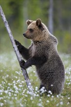 Brown bear (Ursus arctos ) standing upright in a bog with fruiting cotton grass