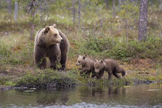 Brown bearin (Ursus arctos ) with juveniles on the shore of a lake at the edge of a boreal coniferous forest