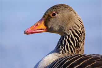 Greylag goose (Anser anser )