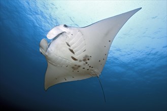 Pelagic manta ray (Manta birostris)