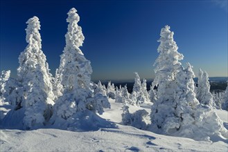 Snowy Spruces (Picea) on the winterly snow-covered Brocken
