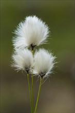 Hare's-tail cottongrass (Eriophorum vaginatum)