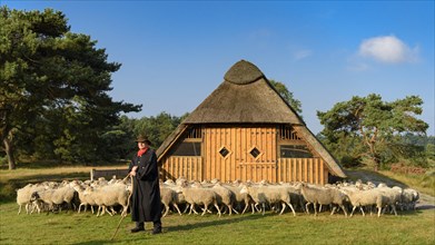 Shepherd with a flock of sheep in front of a sheep pen