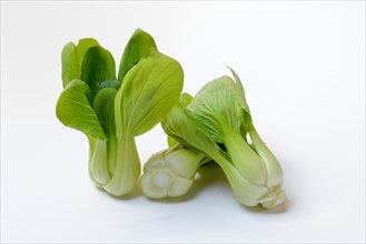 Pak Choi or Chinese mustard cabbage
