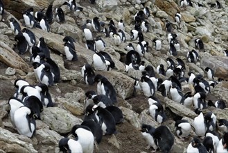 Southern Rockhopper Penguins (Eudyptes chrysocome)