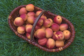 Freshness (Prunus armeniaca) in a woven basket in the grass