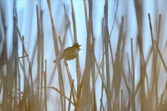 Pond Warbler (Acrocephalus scirpaceus)