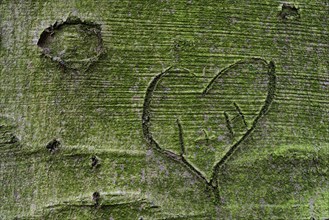 Carved heart on the surface of a beech (Fagus sylvatica)