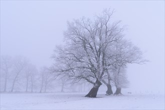 Oak (Quercus) in winter at fog