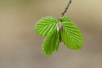 Leaf of a beech (Fagus sylvatica) originates from the bud