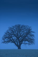 Silhouette of a great oak (Quercus) in the blue hour