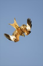 Flying (Milvus milvus) in front of a blue sky