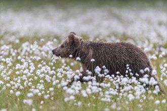 Brown bear (Ursus arctos ) in a bog