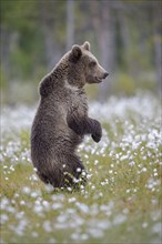 Brown bear (Ursus arctos ) standing upright in a bog