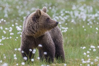 Brown bear (Ursus arctos ) in a bog