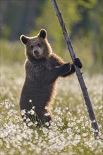 Brown bear (Ursus arctos ) stands on a tree in a bog