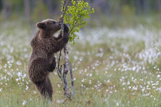 Young (Ursus arctos) playing upright standing in a bog