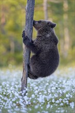 Brown bear (Ursus arctos) climbing a tree in a bog