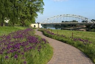 Purple flowers on the Weser cycle path