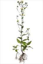 Savoy hawkweed (Hieracium sabaudum) on white ground
